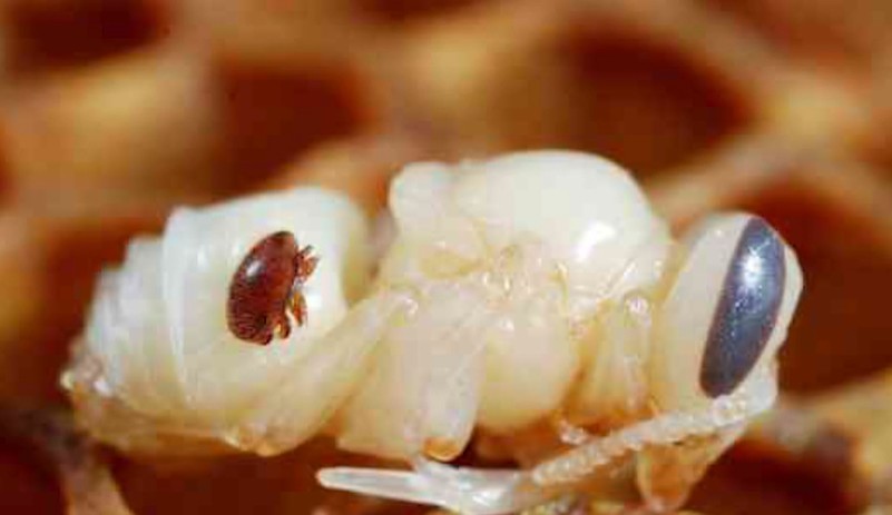Varroa Mite