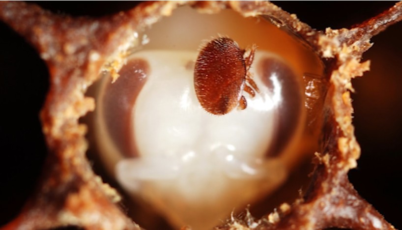 Varroa Mite